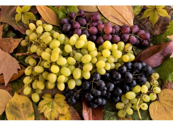 Les 10 cépages à connaitre